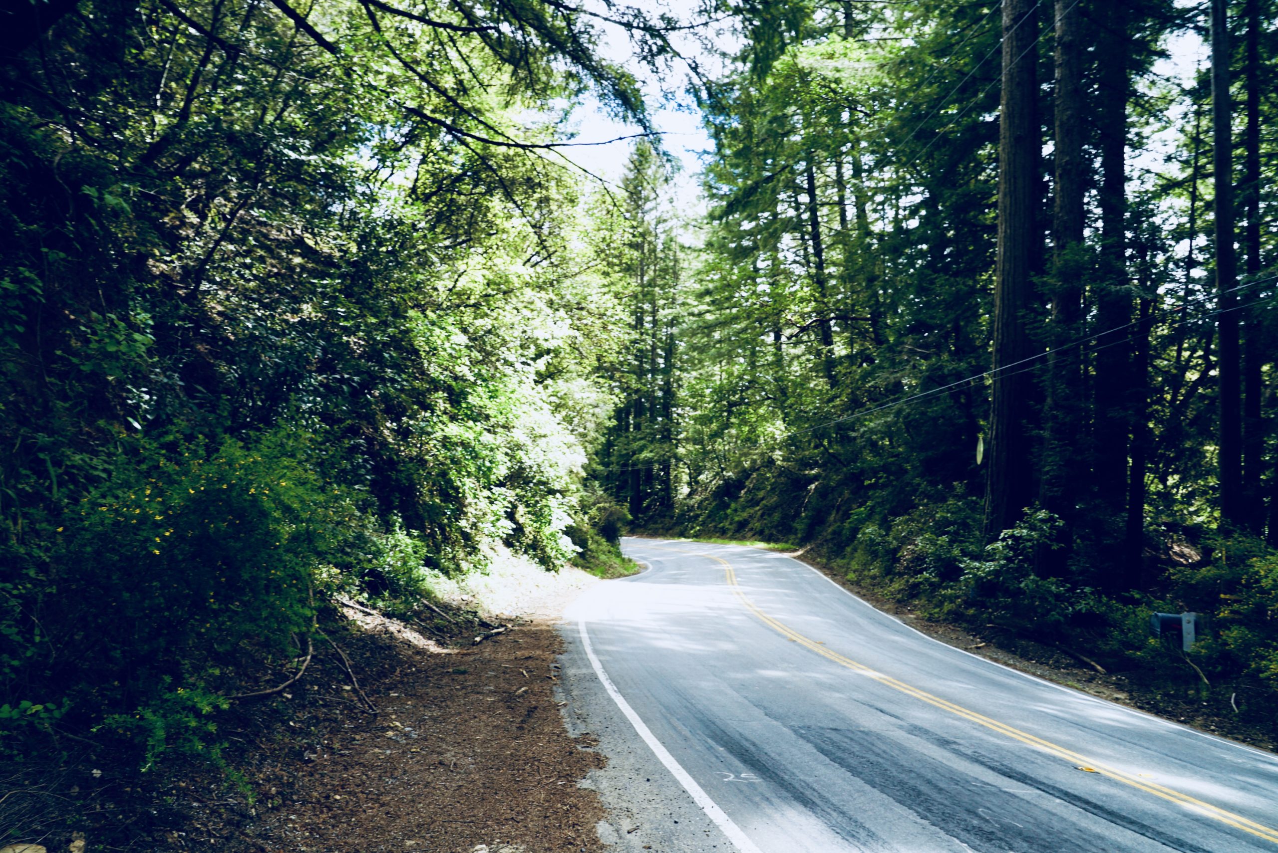 winding road with tall trees